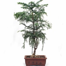 Araucaria Norfolk Pine Bonsai