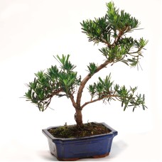 Buddhist Pine Podocarpus Bonsai