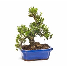 Buxus bonsai