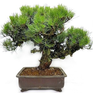 Bonsai Pinus Corticosa
