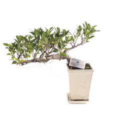 Μπονζάι  Ficus Retussa Cascade