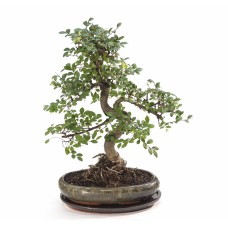 Ulmus bonsai large