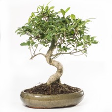 Ficus Retusa Bonsai