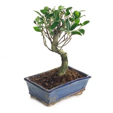 Ficus Retussa bonsai