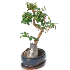 Carmona bonsai
