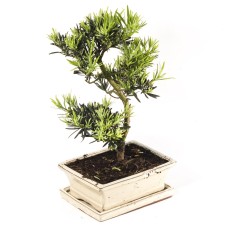 Buddhist Pine Podocarpus Bonsai