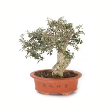 Olive Tree Bonsai