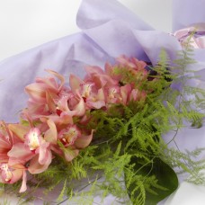 Pink cymbidium orchid
