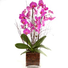 Pink Phalaenopsis orchids in glass vase