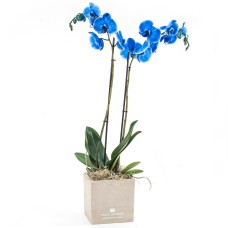Orchids in blue  