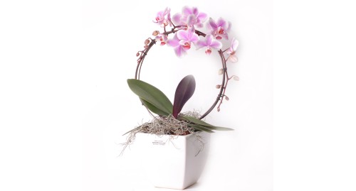 Orchids specials