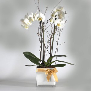 White phalaenopsis orchids