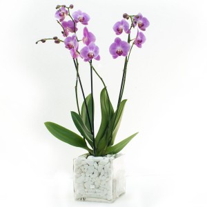 Orchids in glass vase
