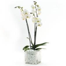 White orchids in glass planter
