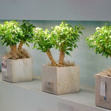 Ficus Kinky