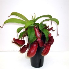 Nepentha pitcher plant