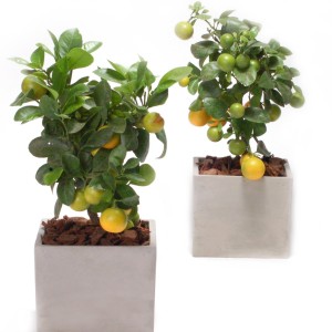 Citrus Plant