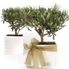 Olive plant