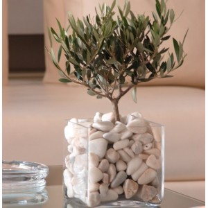 Olive tree in square glass vase