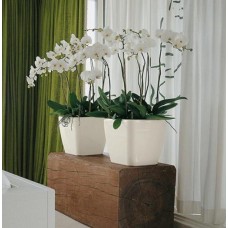 Orchids in Lechuza container