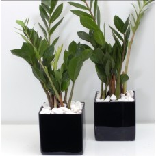 Zamioculcas plant in elegant black glass square vase