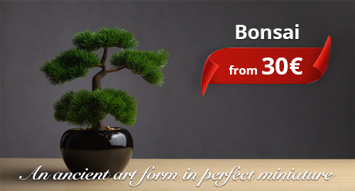 An ancient art form in perfect miniature Bonsai