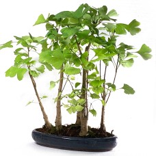 Ginkgo Biloba Forest bonsai